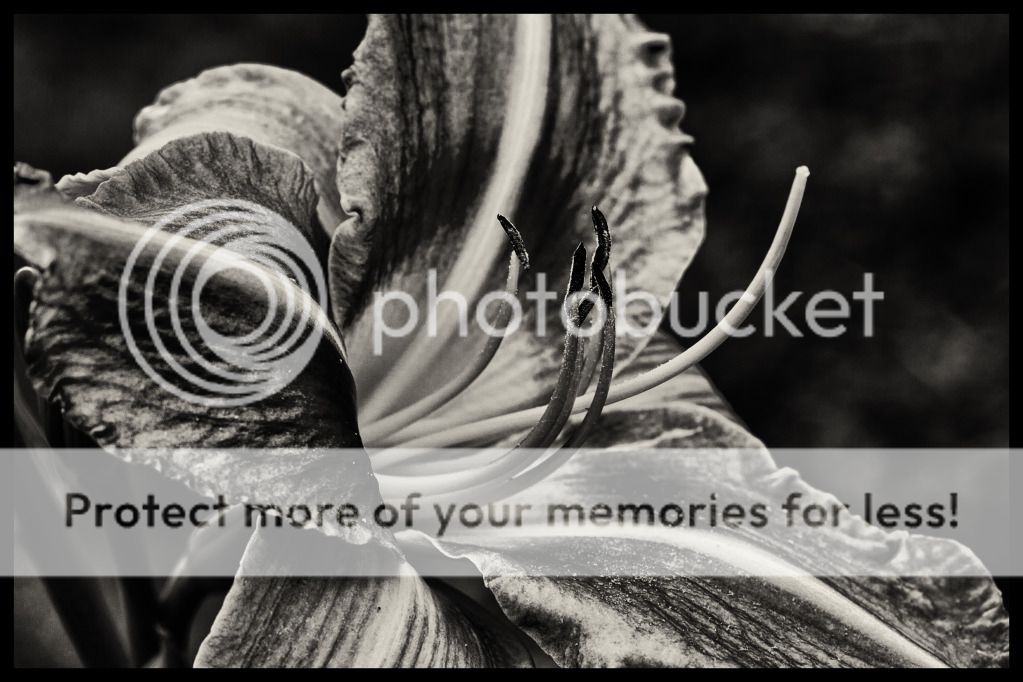 IMAGE: http://i546.photobucket.com/albums/hh416/clpeay/119-Edit-Edit.jpg