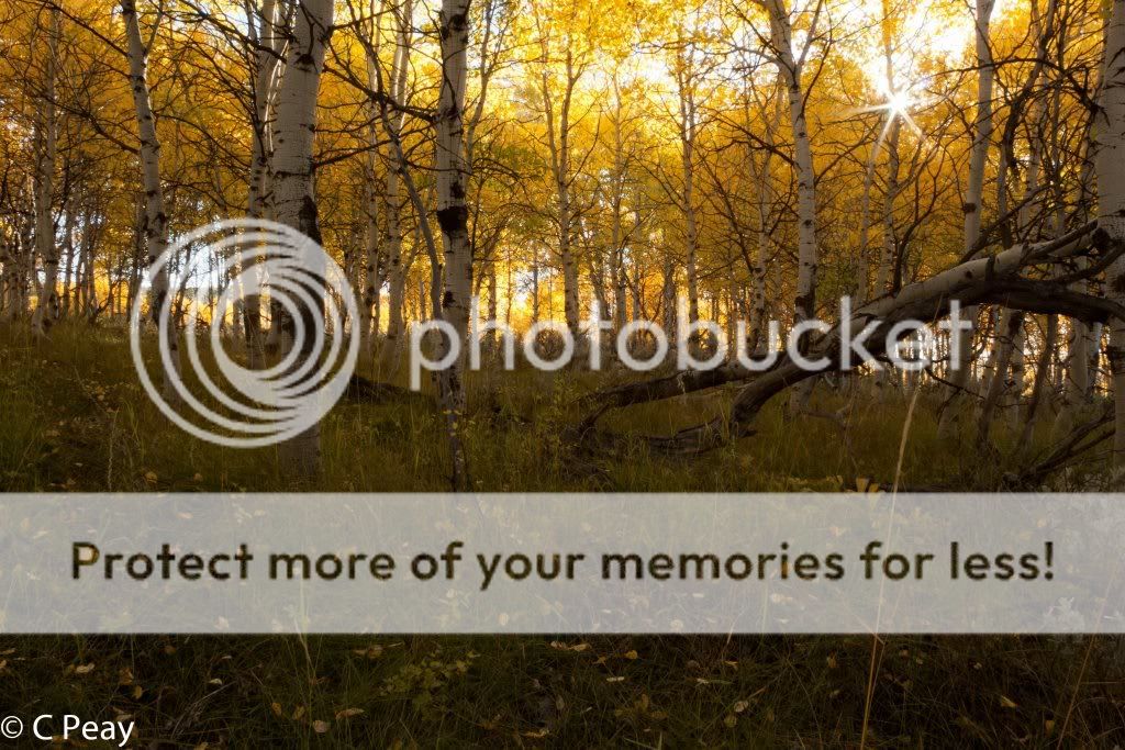 IMAGE: http://i546.photobucket.com/albums/hh416/clpeay/Fallevening.jpg