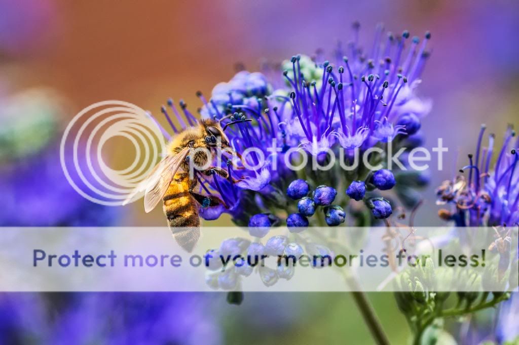 IMAGE: http://i546.photobucket.com/albums/hh416/clpeay/IMG_0423-Edit-Edit_zps14e1a287.jpg