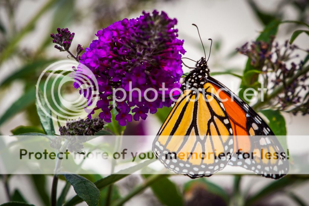 IMAGE: http://i546.photobucket.com/albums/hh416/clpeay/IMG_2663_zps2f0345b6.jpg