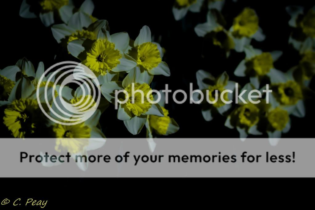 IMAGE: http://i546.photobucket.com/albums/hh416/clpeay/_MG_0472-3.jpg