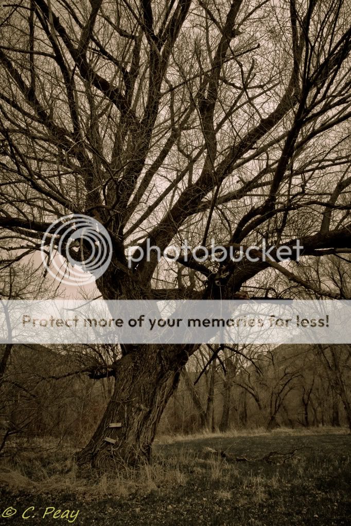 IMAGE: http://i546.photobucket.com/albums/hh416/clpeay/_MG_0679-4.jpg