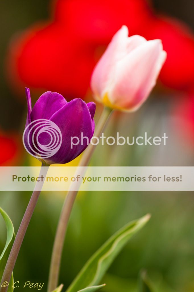 IMAGE: http://i546.photobucket.com/albums/hh416/clpeay/_MG_1627.jpg