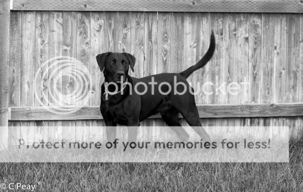 IMAGE: http://i546.photobucket.com/albums/hh416/clpeay/_MG_3685-2.jpg