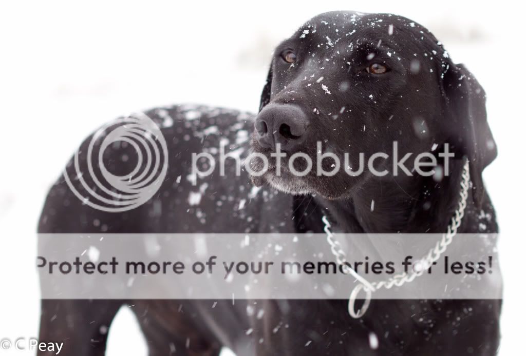 IMAGE: http://i546.photobucket.com/albums/hh416/clpeay/_MG_4453.jpg