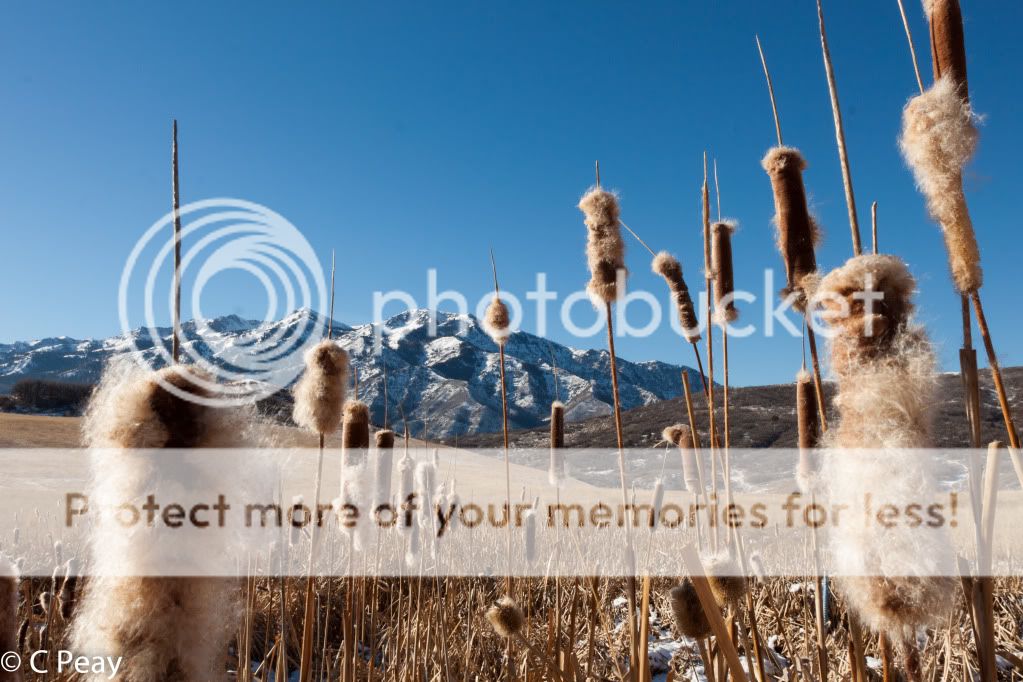 IMAGE: http://i546.photobucket.com/albums/hh416/clpeay/_MG_7012.jpg