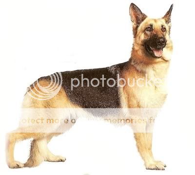 german shepperd Pictures, Images and Photos